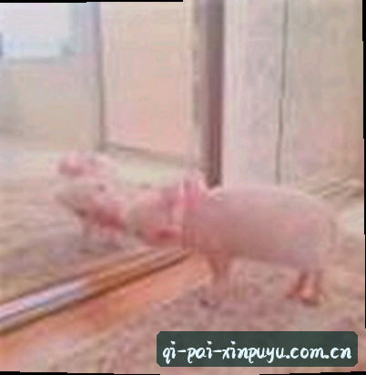 周涛